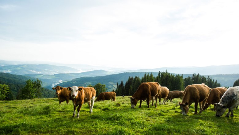 Schwaigen - die Almen am Wechsel, © Wiener Alpen/Michael Reidinger Schwaigen - die Almen am Wechsel, © Wiener Alpen/Michael Reidinger