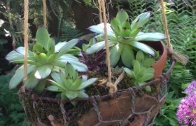 Nostalgic show garden, © Erika Pascher Nostalgic show garden, © Erika Pascher