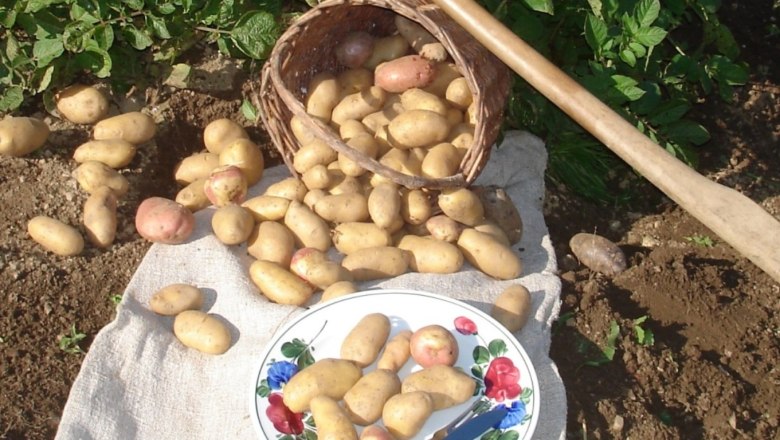 potatoes-from-your-own-garden, © ferienwohnung wiesmüller potatoes-from-your-own-garden, © ferienwohnung wiesmüller