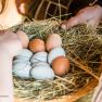 Kobichl children's farm, © Fred Lindmoser Kobichl children's farm, © Fred Lindmoser