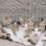 Katzen Alarm, © Einkehrhof Poggau Katzen Alarm, © Einkehrhof Poggau