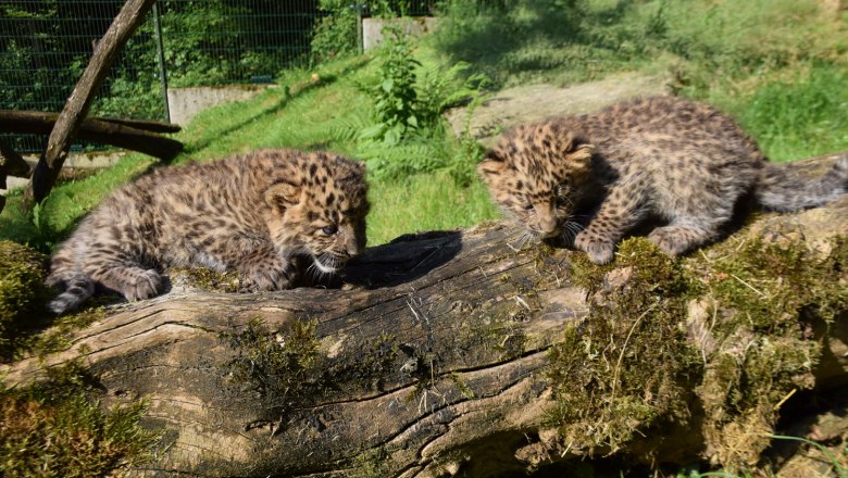Leopard cubs at Haag Zoo, © Herbert Stoschek Leopard cubs at Haag Zoo, © Herbert Stoschek