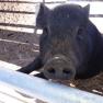 Tiere ganz nah erleben..., © Familie Rosinger Tiere ganz nah erleben..., © Familie Rosinger