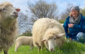 Sheep experience Guntramsdorf Lower Austria near Vienna, © (c) Karina Pöschl Sheep experience Guntramsdorf Lower Austria near Vienna, © (c) Karina Pöschl