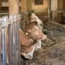 Kobichl children's farm, © Fred Lindmoser Kobichl children's farm, © Fred Lindmoser