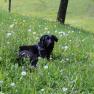 Unser Hofhund Nero, © zVg Fam. Fallmann Unser Hofhund Nero, © zVg Fam. Fallmann