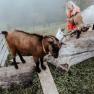 goats-at-the-country-house-aigner, © Moststraße, Daniel Schalhas goats-at-the-country-house-aigner, © Moststraße, Daniel Schalhas
