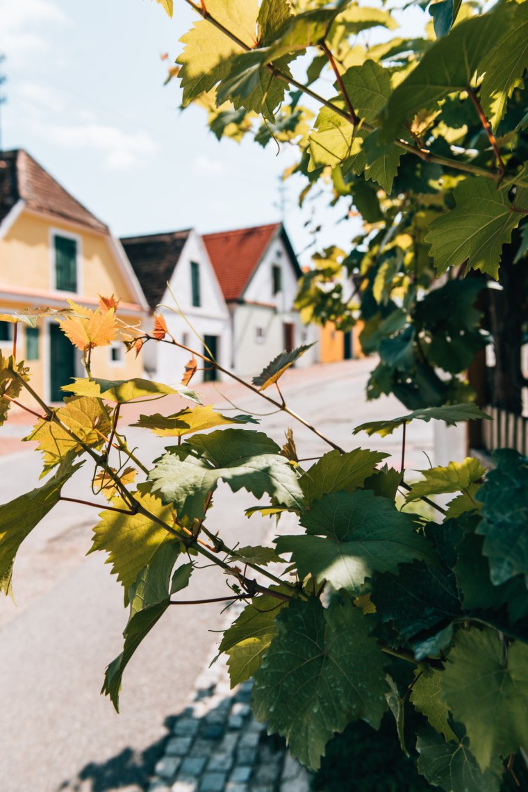 Oagassn, sklepní ulička ve Falkensteinu., © Niederösterreich Werbung/Romeo Felsenreich Oagassn, sklepní ulička ve Falkensteinu., © Niederösterreich Werbung/Romeo Felsenreich