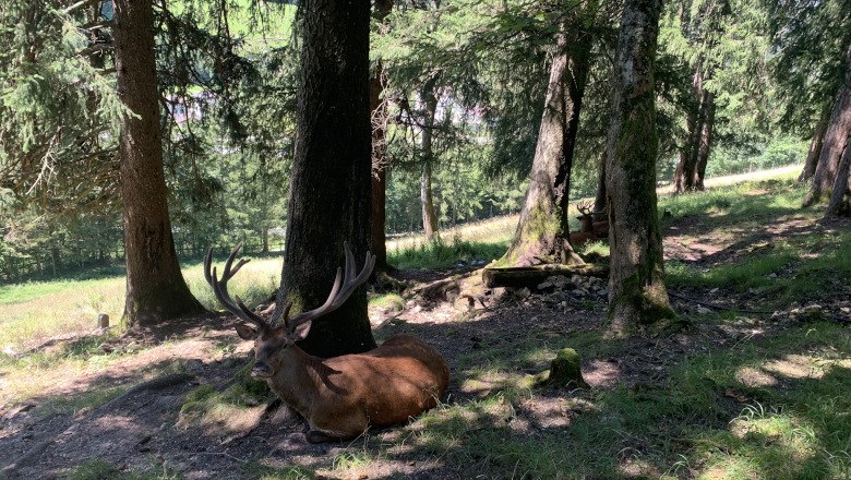 5_Naturpark_Falkenstein_(c)TVB-Semmering-Rax-Schneeberg, © TVB Semmering-Rax-Schneeberg 5_Naturpark_Falkenstein_(c)TVB-Semmering-Rax-Schneeberg, © TVB Semmering-Rax-Schneeberg