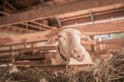 Lilli is waiting to be milked, © Einkehrhof Poggau Lilli is waiting to be milked, © Einkehrhof Poggau