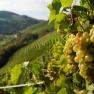 Weinanbau, © Weingut Lehensteiner Weinanbau, © Weingut Lehensteiner