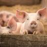 Kobichl children's farm, © Fred Lindmoser Kobichl children's farm, © Fred Lindmoser