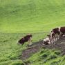 Tiere weiden am Feld, © Wiener Alpen Tiere weiden am Feld, © Wiener Alpen