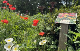 Poppy garden, Iceland poppy, © "Natur im Garten" Poppy garden, Iceland poppy, © "Natur im Garten"