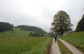 über Wiesen in den Höfnergraben, © Wienerwald über Wiesen in den Höfnergraben, © Wienerwald