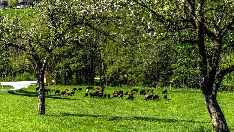 The sheep on the pasture, © Einkehrhof Poggau The sheep on the pasture, © Einkehrhof Poggau