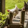 Kobichl children's farm, © Fred Lindmoser Kobichl children's farm, © Fred Lindmoser