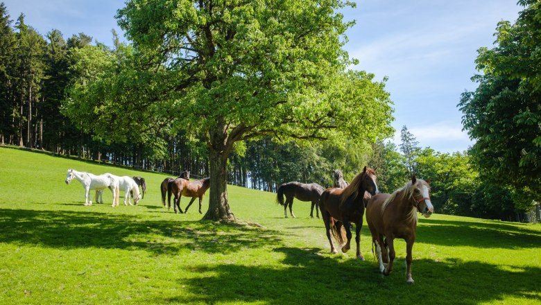 Horses, © Die Hochriess-Distelberger GmbH & Co.KG Horses, © Die Hochriess-Distelberger GmbH & Co.KG