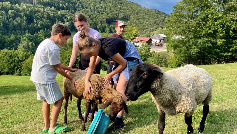 Sheep, © Gera S. Sheep, © Gera S.