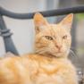 Kater Garfild wartet schon, © Einkehrhof Poggau Kater Garfild wartet schon, © Einkehrhof Poggau