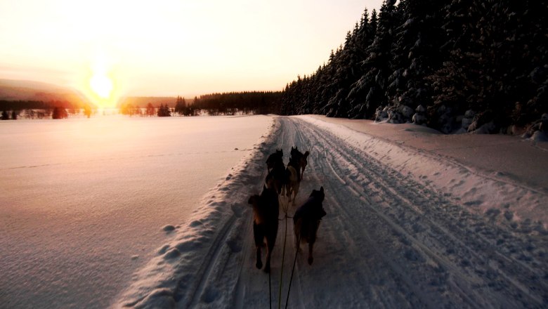 Husky ride at dawn, © Huskyhof Waldviertel Husky ride at dawn, © Huskyhof Waldviertel