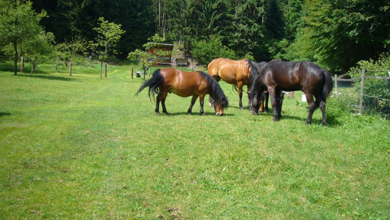 Koppel horse farm, © Pferdehof Kurzmann Koppel horse farm, © Pferdehof Kurzmann