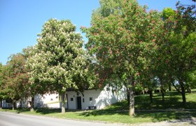 Wine cellar lane in Asparn/Zaya, © Sarer Wine cellar lane in Asparn/Zaya, © Sarer