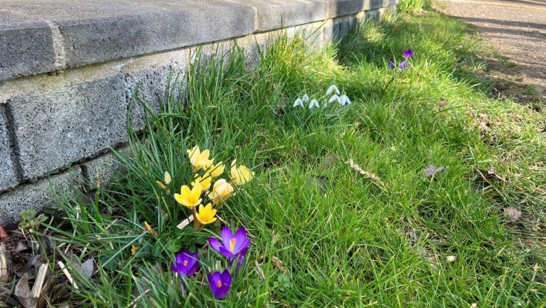 Harbingers of spring, © Landhof Lydia Harbingers of spring, © Landhof Lydia