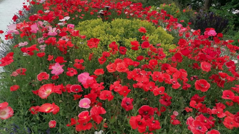 Poppy garden, © Mohndorf Armschlag Poppy garden, © Mohndorf Armschlag