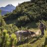 Auf der Alm, © Theo Kust Auf der Alm, © Theo Kust
