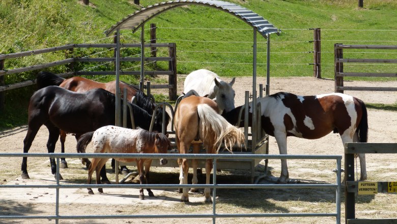 Horse stable, © Pferdehof Kurzmann Horse stable, © Pferdehof Kurzmann