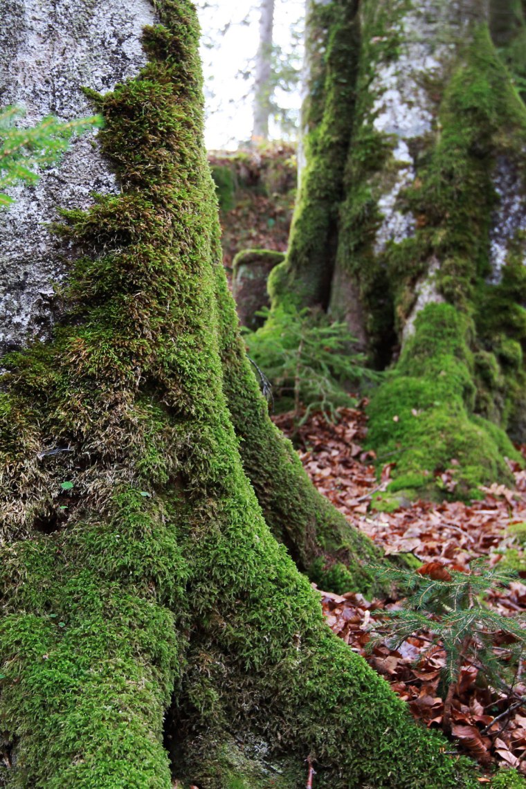 Oblast Wildnisgebiet je zapsána na seznamu světového dědictví UNESCO., © weinfranz.at Oblast Wildnisgebiet je zapsána na seznamu světového dědictví UNESCO., © weinfranz.at