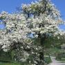 Obstbäume Wolf-Hof, © Wolf-Hof Obstbäume Wolf-Hof, © Wolf-Hof