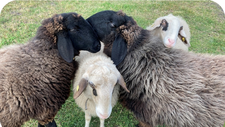 Sheep cuddling in the pasture, © Sabine Valis Sheep cuddling in the pasture, © Sabine Valis