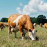 Unsere Bio-Kühe genießen das Gras auf der Weide., © Biohof Hammerschmidt