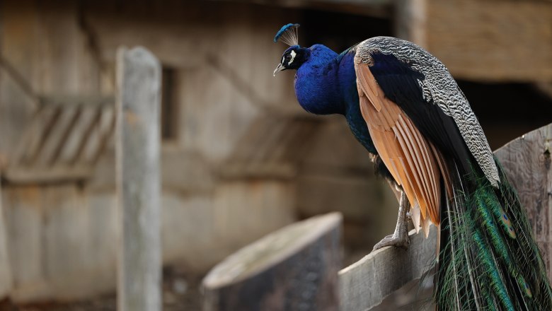 Peacocks in the Celtic village of Schwarzenbach, © Keltendorf Schwarzenbach Peacocks in the Celtic village of Schwarzenbach, © Keltendorf Schwarzenbach