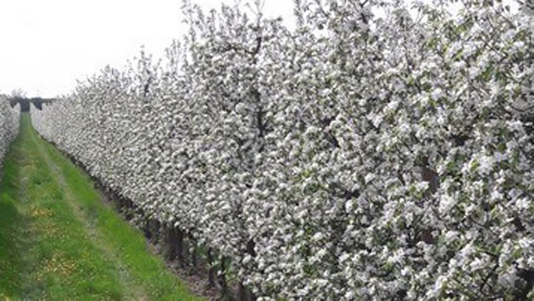 Flowering apple trees, © Familie Hansi Flowering apple trees, © Familie Hansi