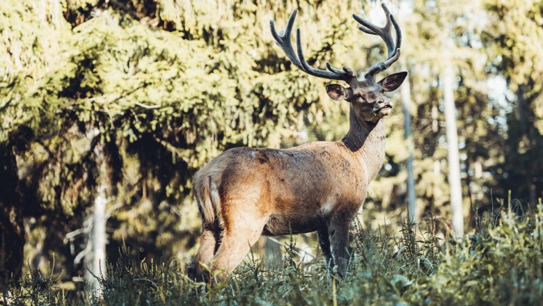 Hohe Wand Nature Park, © Naturpark Hohe Wand/Fraller Hohe Wand Nature Park, © Naturpark Hohe Wand/Fraller