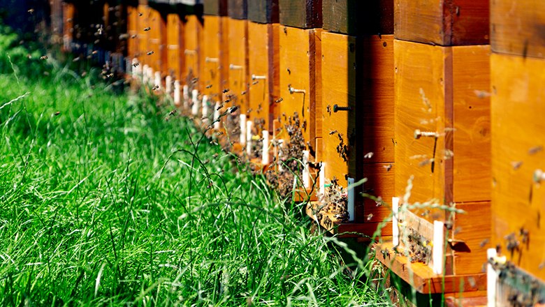 Beehives, © Sooo gut schmeckt die Bucklige Welt/ Viktoria Kornfeld Beehives, © Sooo gut schmeckt die Bucklige Welt/ Viktoria Kornfeld