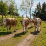 Cows, © Höbarten Cows, © Höbarten