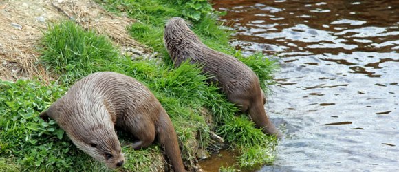 Vydry říční v přírodním parku Hochmoor Schrems, © Sonja Eder Vydry říční v přírodním parku Hochmoor Schrems, © Sonja Eder