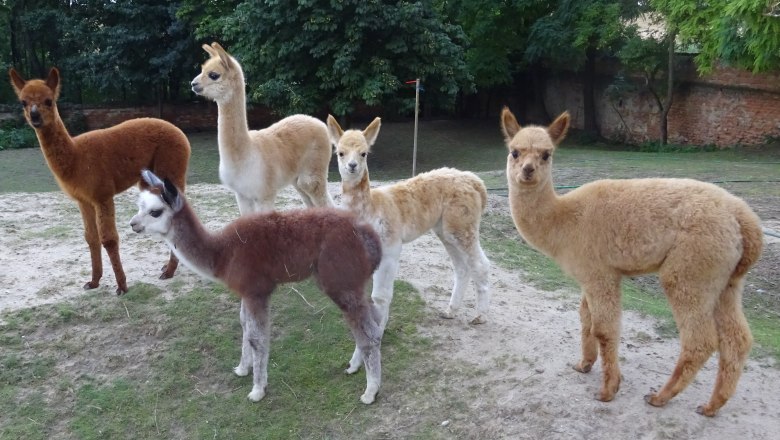 Weinviertel Alpaca, © Weinviertel Alpaka Weinviertel Alpaca, © Weinviertel Alpaka