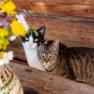 Cats, © Höbarten Cats, © Höbarten