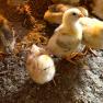 Chicks, © Höbarten Chicks, © Höbarten