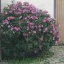 blumen, © Büchinger blumen, © Büchinger