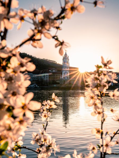 Kvetoucí potěšení na Dunaji, © Niederösterreich Werbung/ Christian Majcen