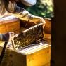 Julia the beekeeper, © Einkehrhof Poggau Julia the beekeeper, © Einkehrhof Poggau