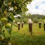 Naturhotel Gut Guntrams Gartenlofts, © Niederösterreich Werbung / Maximilian Pawlikowsky Jabloň v popředí, sochy na podstavcích v pozadí, zelená louka a zatažená obloha.