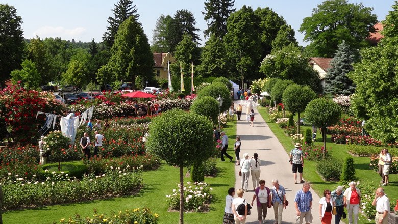 Beim Rosengartenfest im Juni blüht der Garten in voller Pracht, © Rosengarten Pitten Beim Rosengartenfest im Juni blüht der Garten in voller Pracht, © Rosengarten Pitten