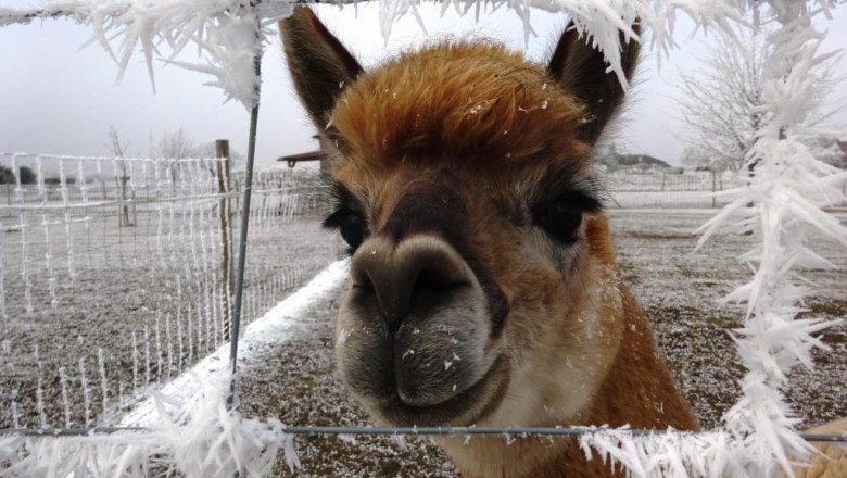 Weinviertel Alpaca, © Weinviertel Alpaka Weinviertel Alpaca, © Weinviertel Alpaka